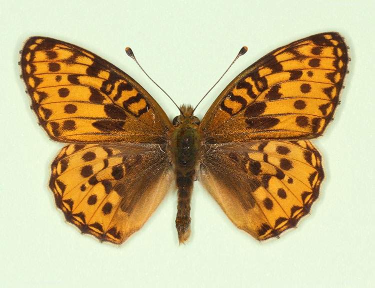 Argynnis aglaja male (aberrant form nov 2) (Internet Image property of respective owner, non-commercial use only)